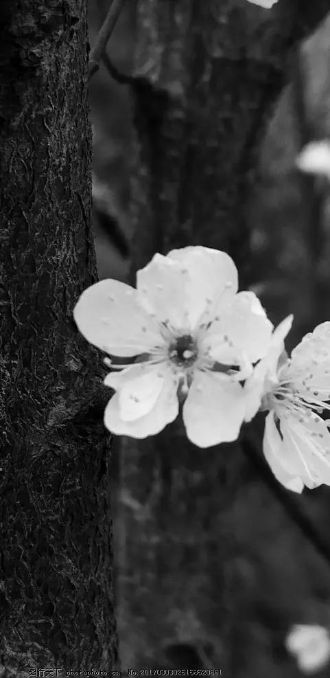 黑白花朵壁纸超清,全屏花朵壁纸无水印黑白