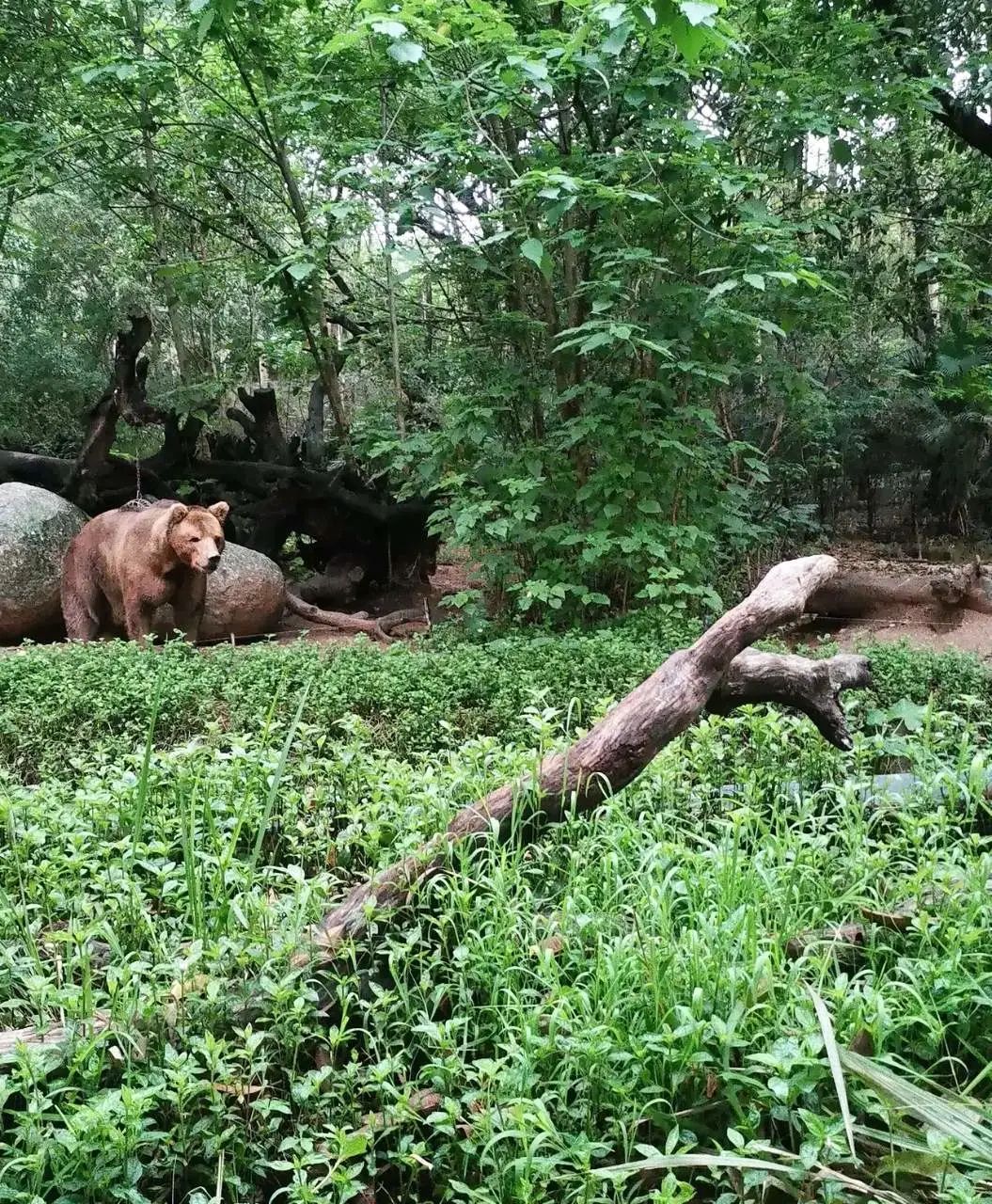 广州长隆野生动物园一日游vlog,广州长隆野生动物世界旅游攻略