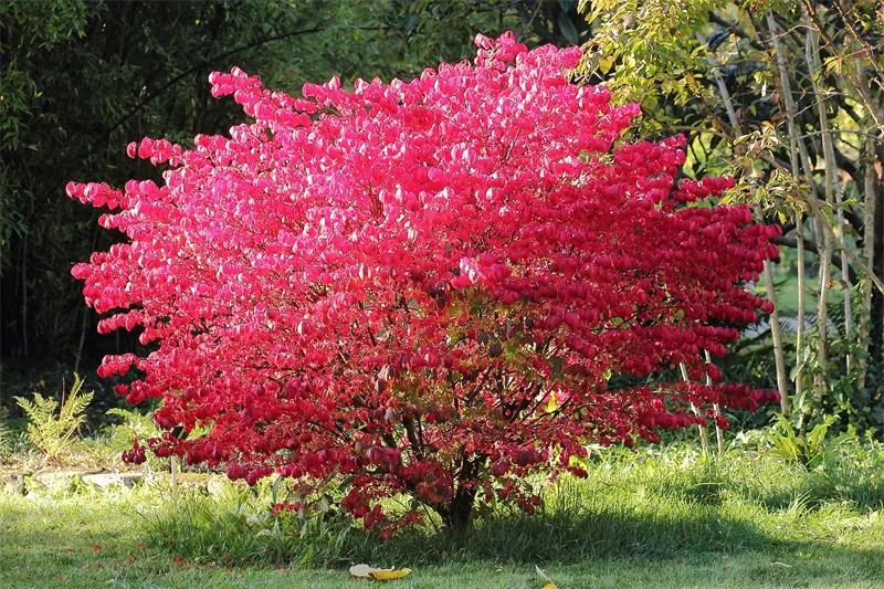 这种“燃烧的灌木”好看又好养，就像秋天里的一把火