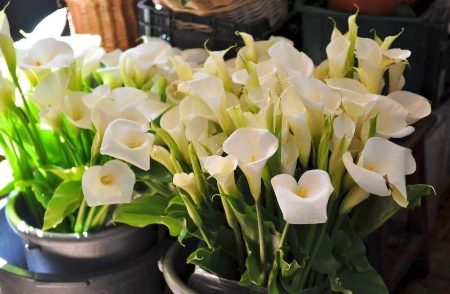 马蹄莲怎么养护才能长得好,马蹄莲怎么养开得快