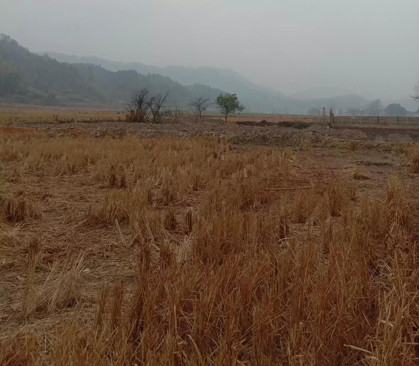 农民私自种烟叶是合法的吗,农村种几棵大烟算违法