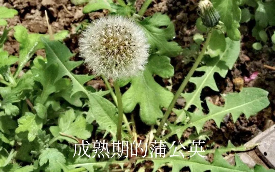 黄鹌菜是不是叫蒲公英,黄鹌菜与蒲公英的图片对比