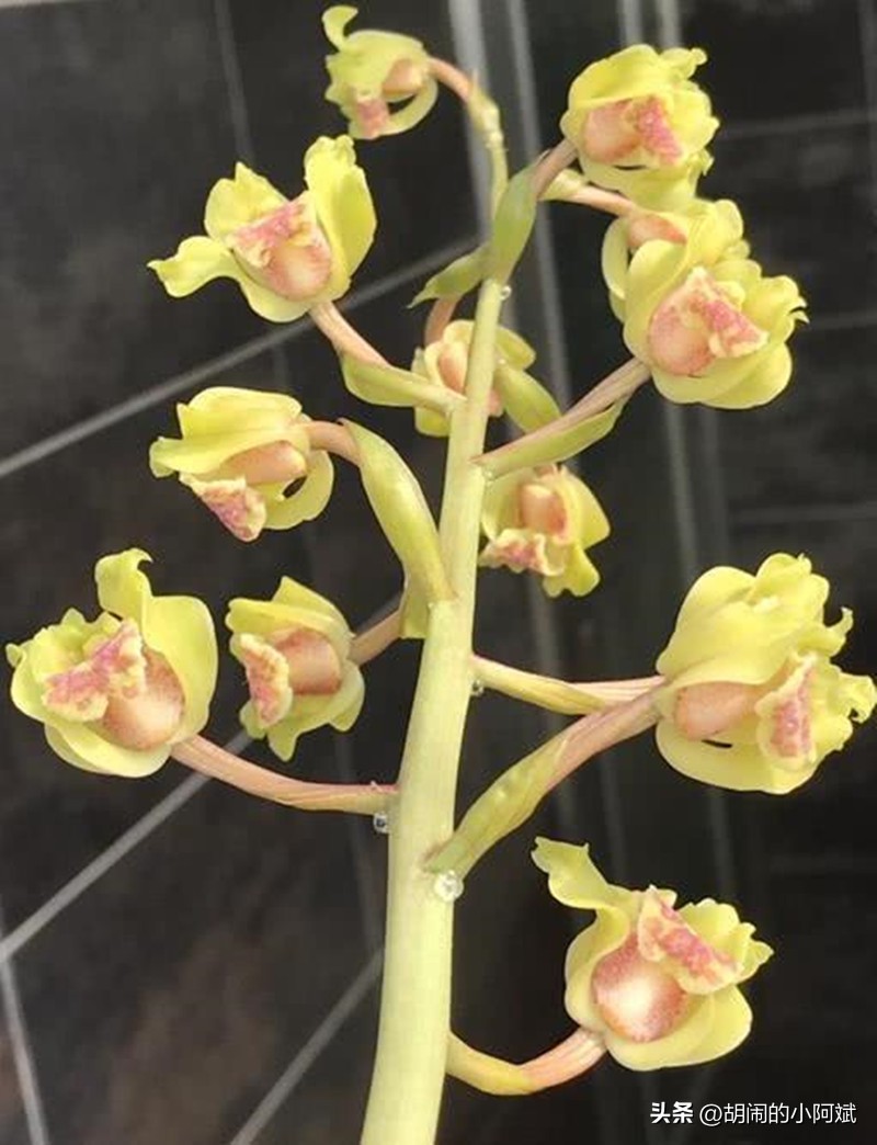 浙江发现一棵兰花，确实很“惊艳”，美翻你的客厅，好似祥云降临