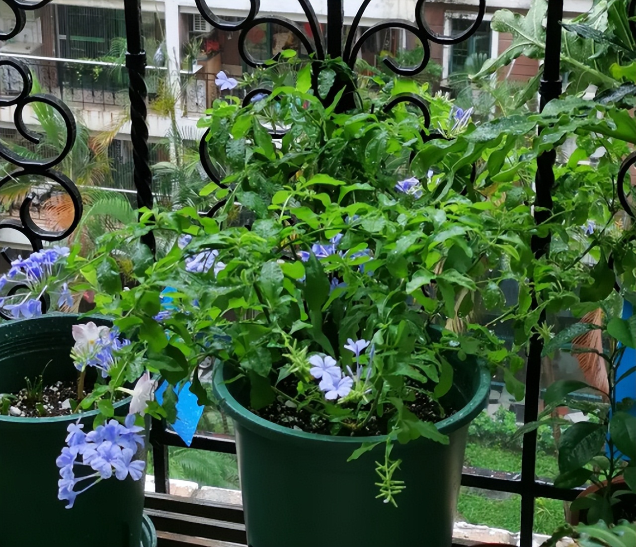 最旺家庭的6种花你家里有吗,家里有这6种花