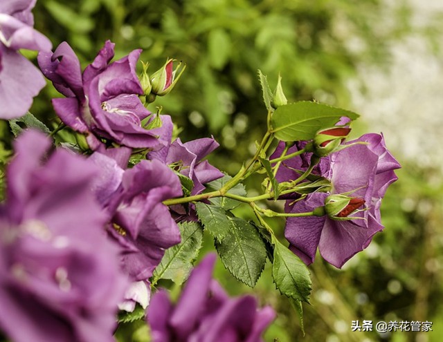 哪种紫色的月季最好看,蓝紫色的月季有哪些