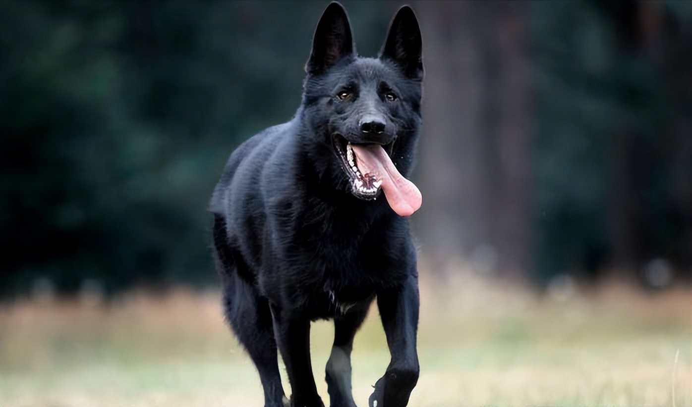 养狗狗的优点与缺点,为什么不建议养狗和猫