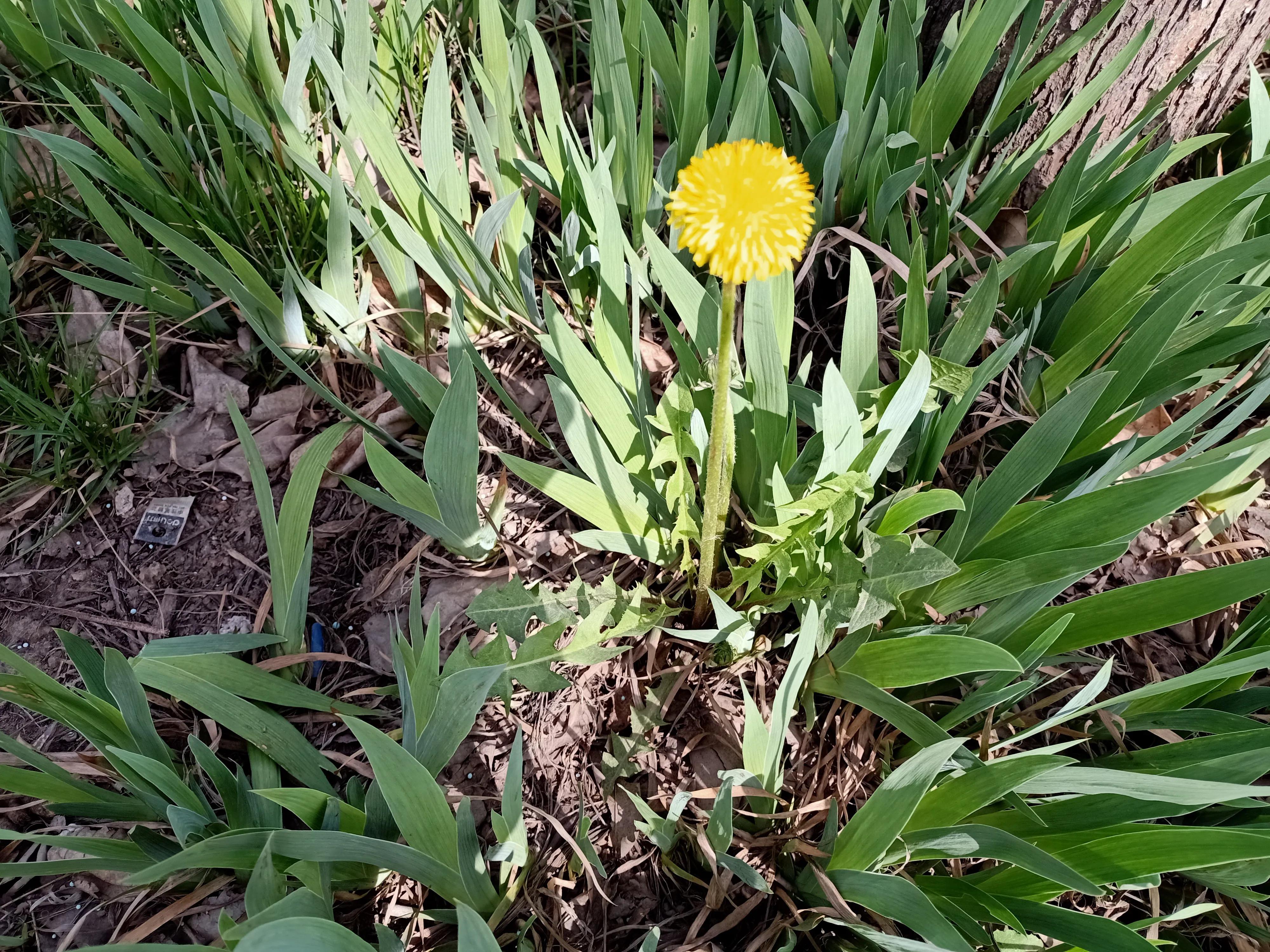 春天里的各种草,春天里的麦苗有多治愈