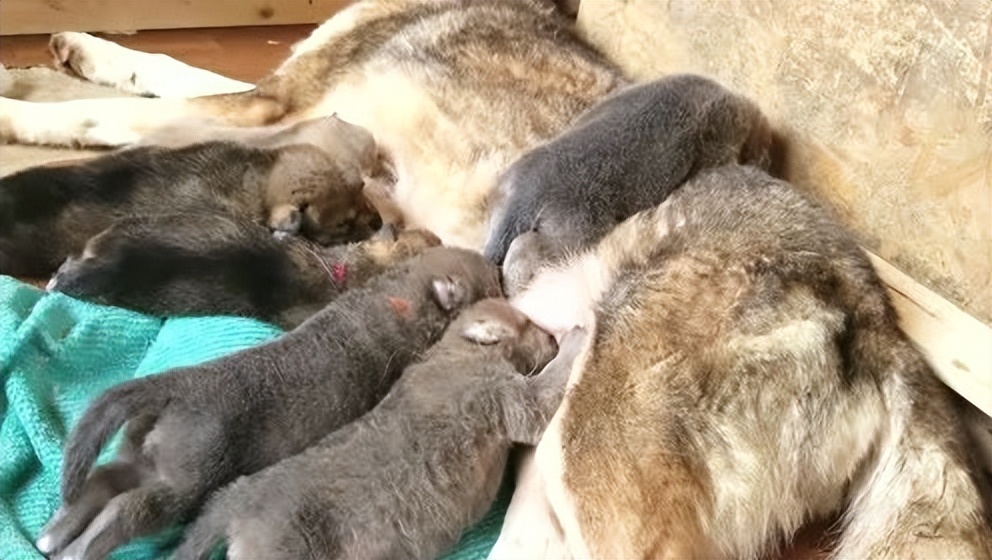 新疆姑娘回家被狼群包围,新疆姑娘遇到狼群