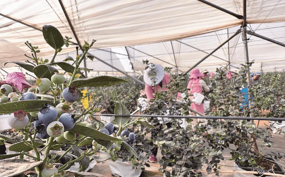 拼多多怎样多抢百亿补贴的产品,拼多多百亿补贴和新年大促谁好