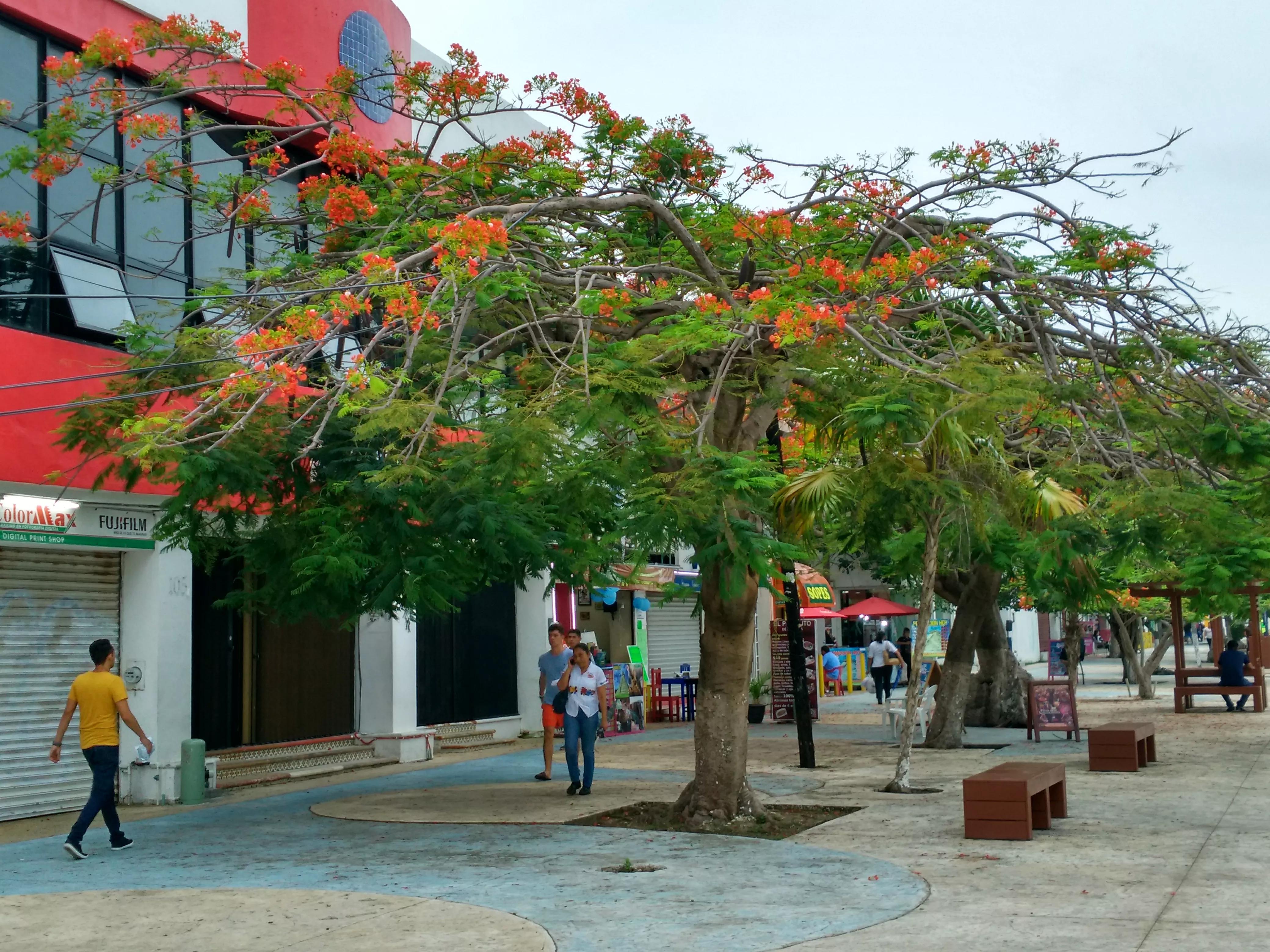 黑帮横行毒品泛滥的墨西哥,墨西哥黑帮最猖狂的地方