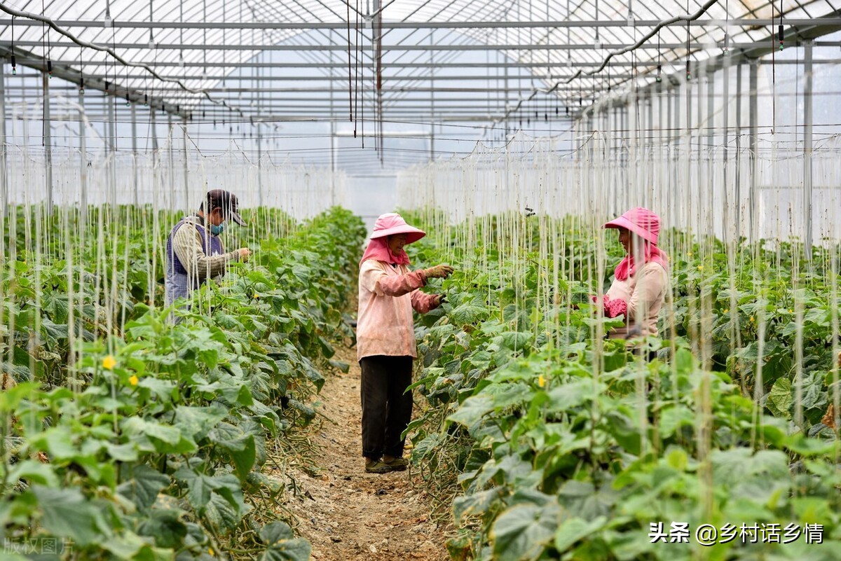 小苏打对种植蔬菜的作用,小苏打种植技术