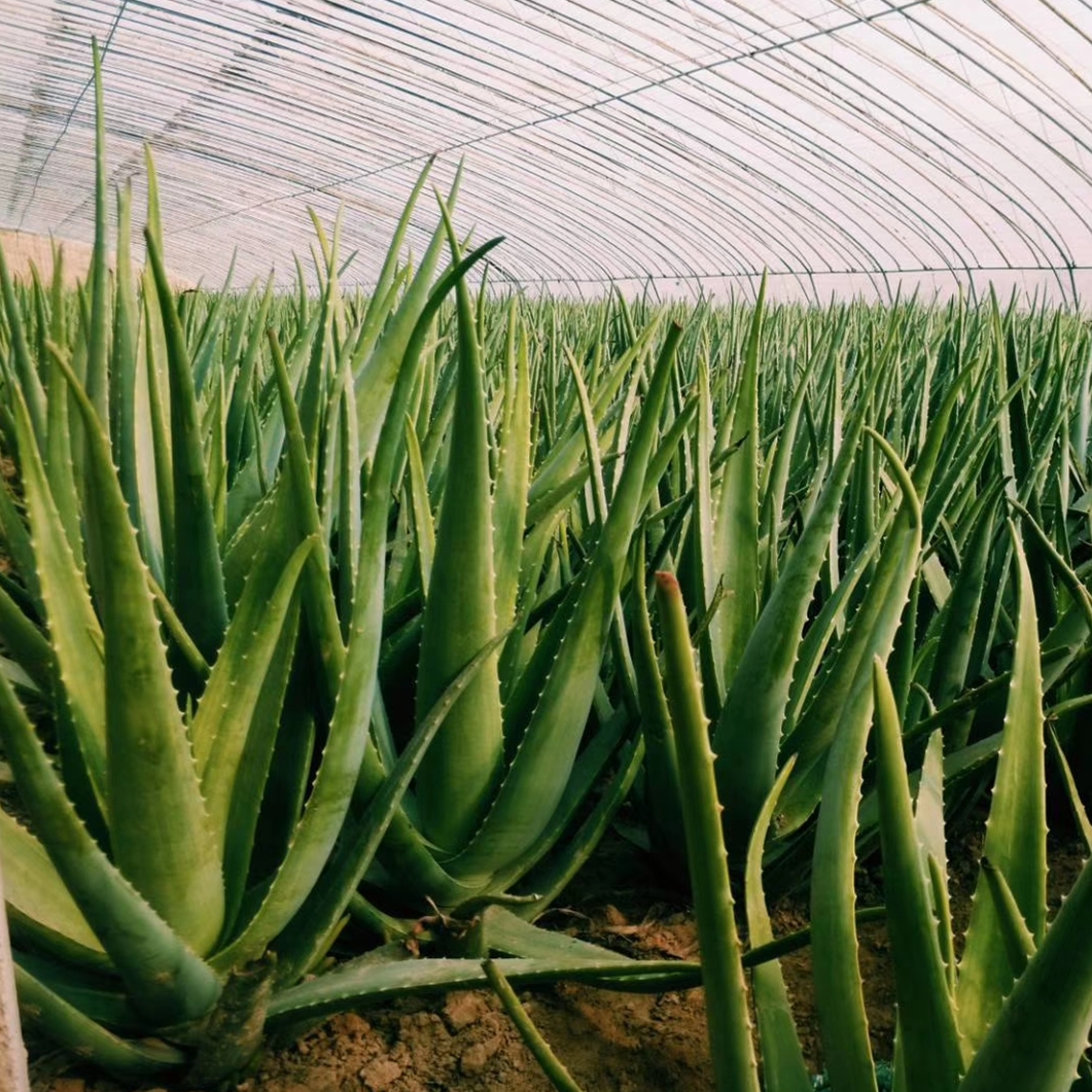 喜欢养花的人都会养什么花,喜欢养花的能不能养猫