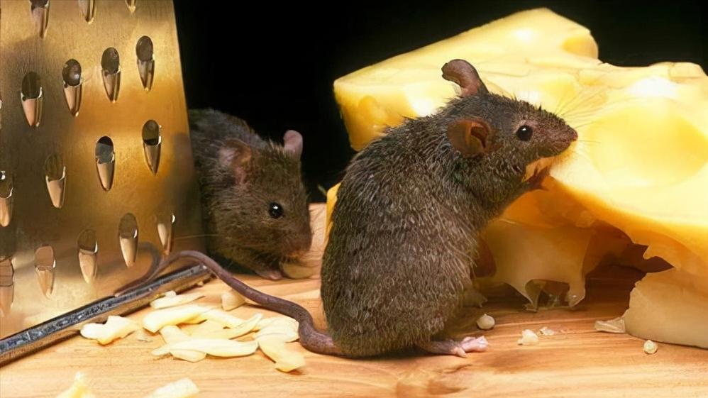 鼠王被抓叫来老鼠报复咬人,老鼠爬到床上为什么还会咬人