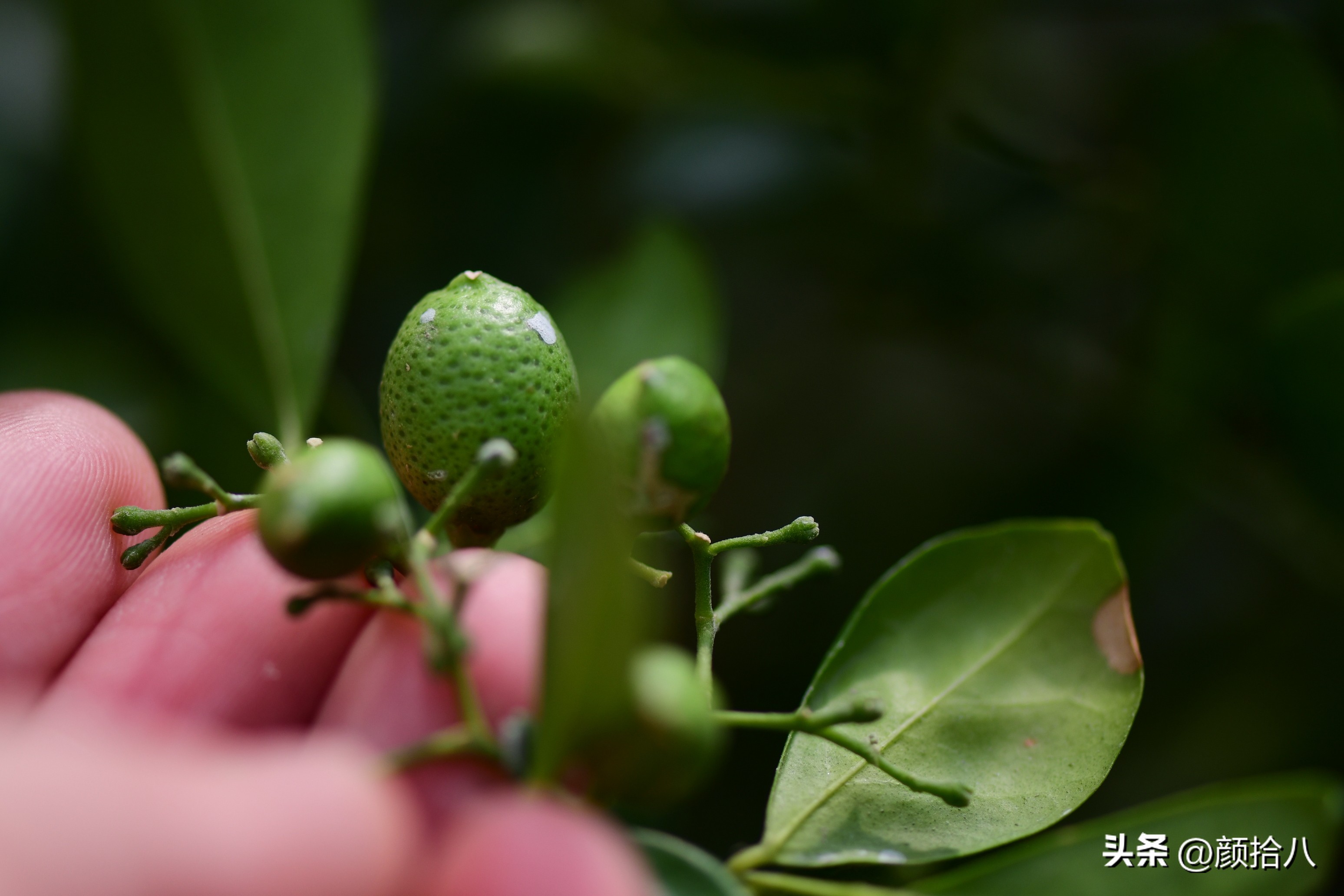 几乎没有存在感的七里香，到底是怎样的？|园丁