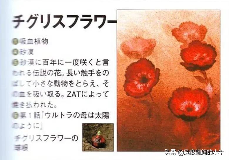 泰罗奥特曼tv版片段,泰罗奥特曼剧场版奥特物语