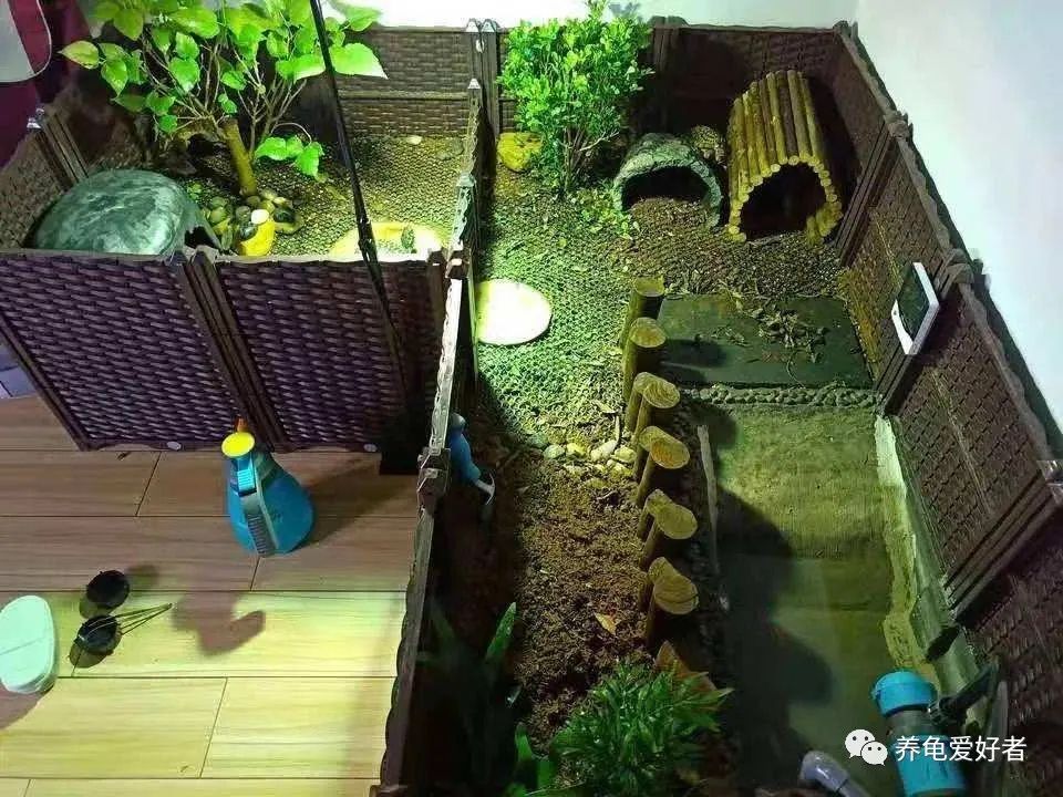 新手养龟建议养多大的呀,养龟的正确方法和环境