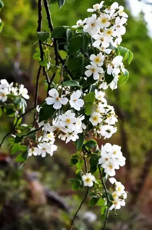 花开荼蘼花事了诗句,花开到荼蘼的诗句
