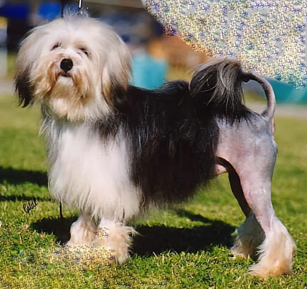 世界上最贵的前十种狗,世界上11种最贵的狗