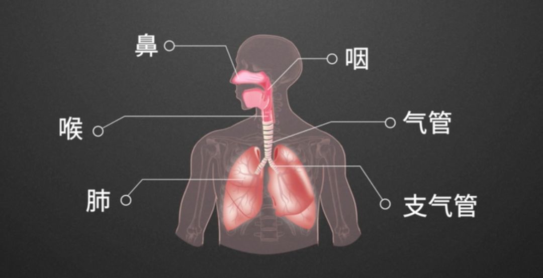 哮喘临床研究动态图表,哮喘国际最新研究成果
