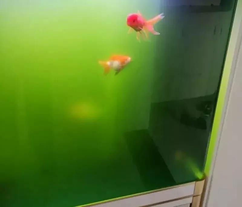 如何给金鱼换水是正确的方法,金鱼换水正确方法和时间