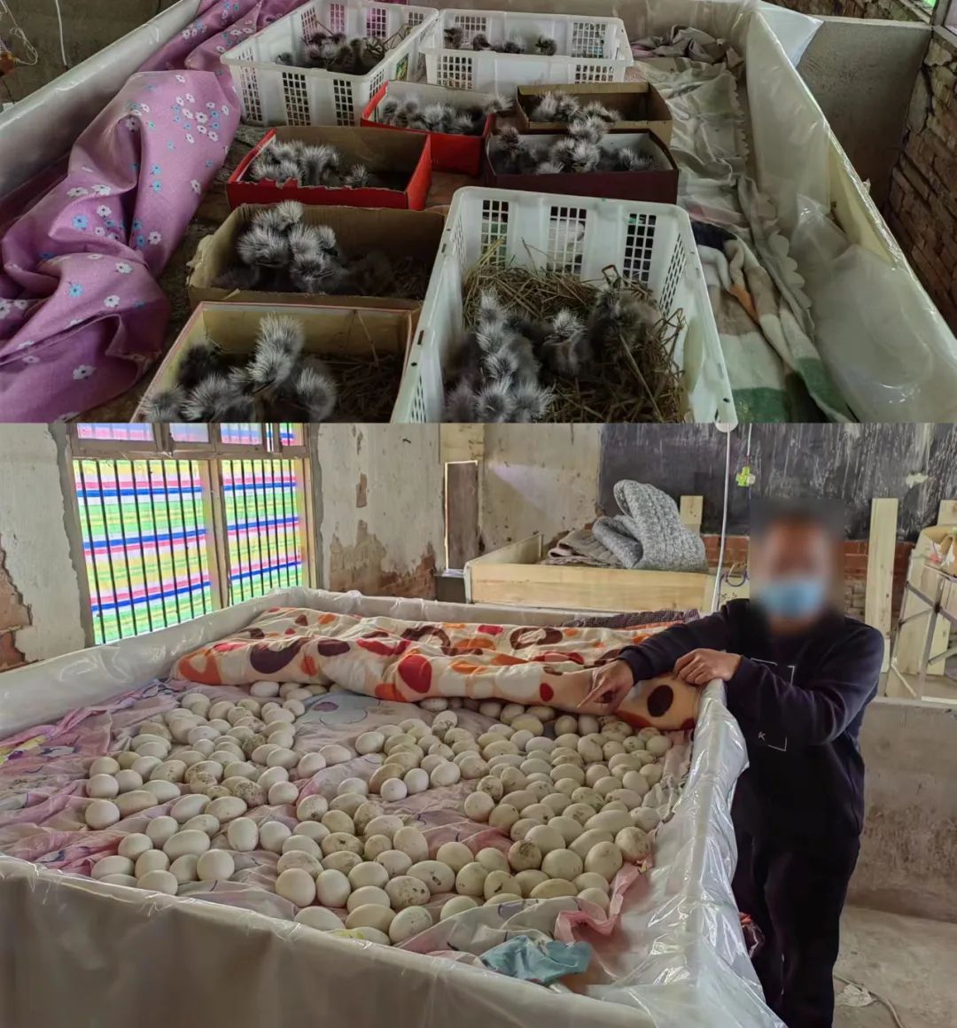 【新春走基层】宁夏平罗：黄河边的守护者