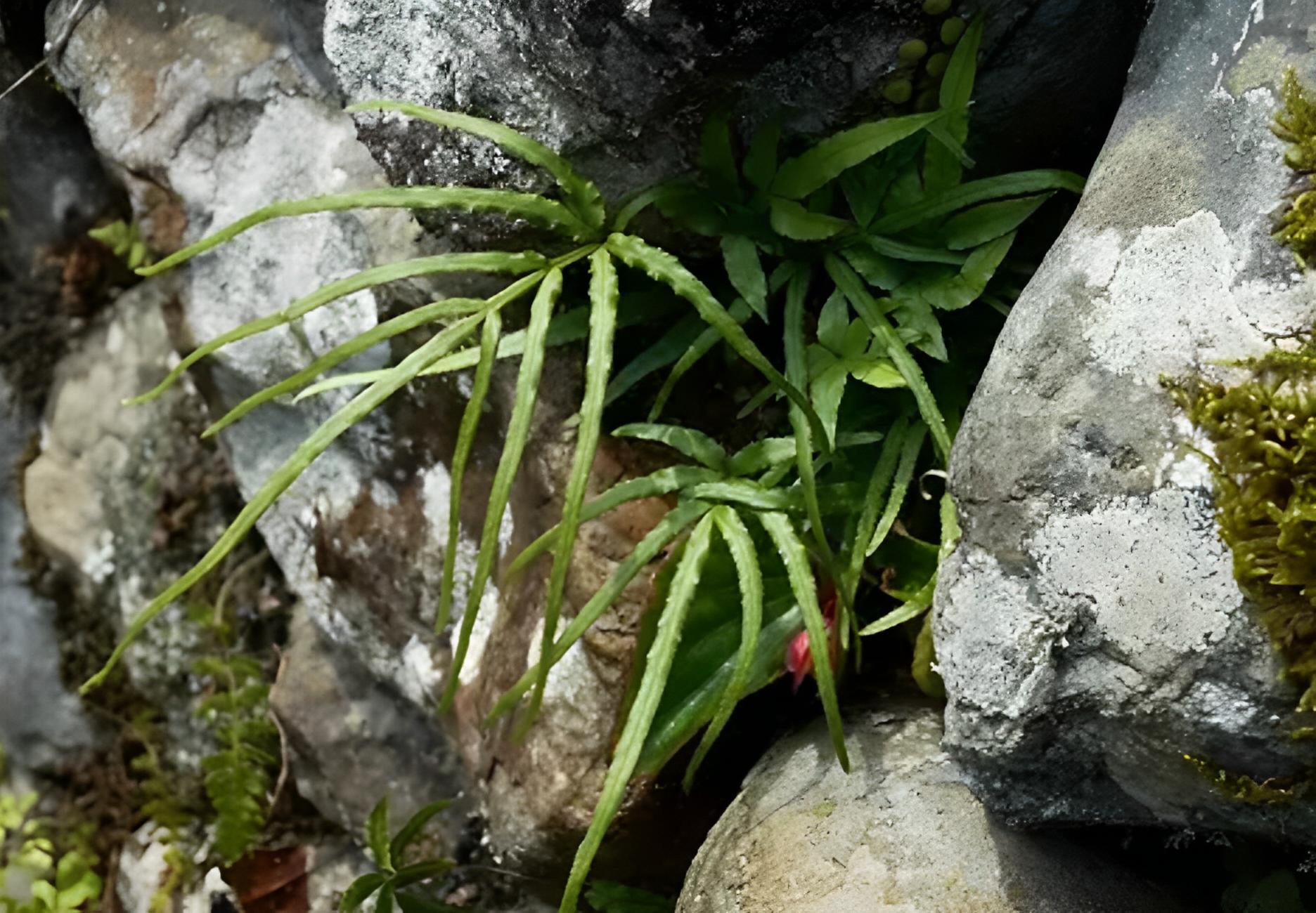 长在水沟边的草药图片有点像竹叶,长在井边的草药