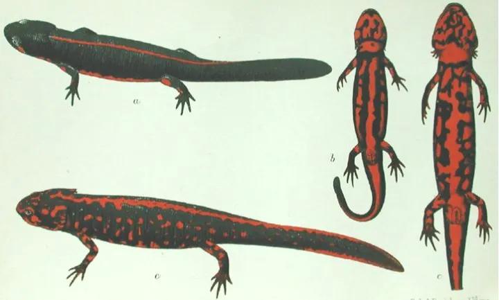 世界上濒临消失的物种有哪些,中国消失的十大物种