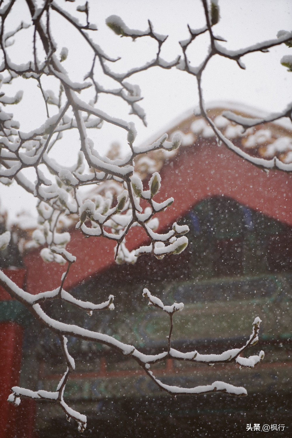 故宫开启雪景模式北京迎今冬初雪,北京下雪去哪里看故宫最好看