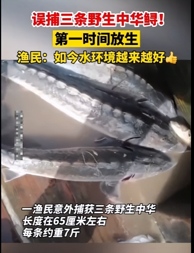 蓝色大龙渔民误捕5条中华鲟放生,渔民误捕野生中华鲟放生
