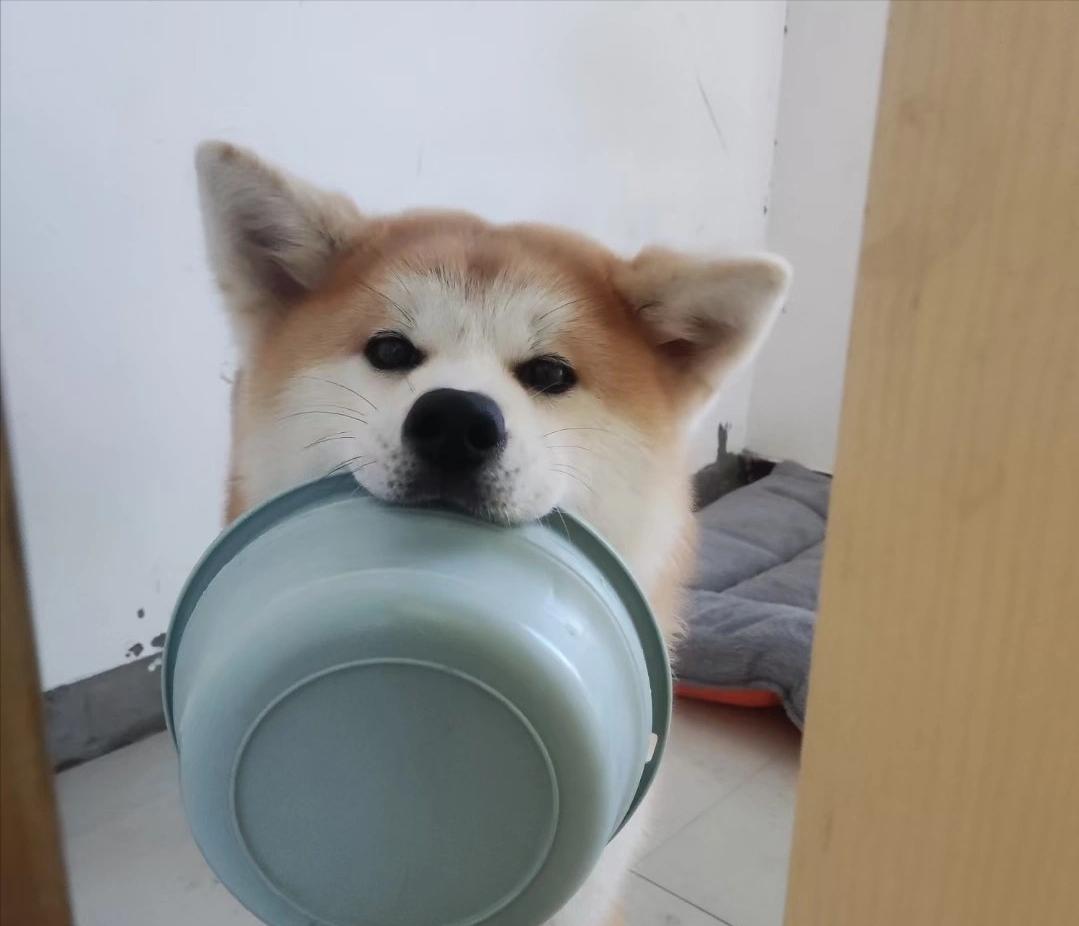 养秋田犬的十大痛苦,亲身经历养秋田犬