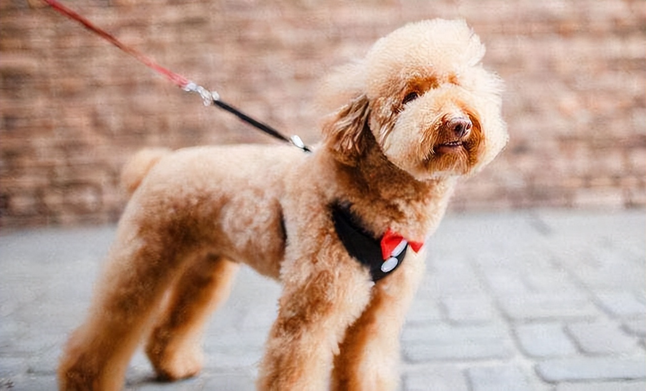 泰迪得了狂犬病的现象有哪些表现,泰迪幼犬会有狂犬病吗