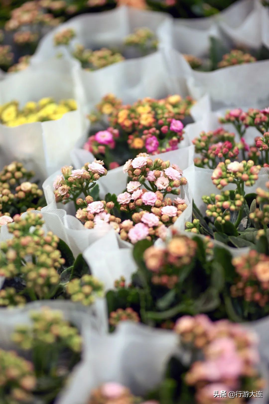 大连花市哪里最好玩,大连的花市有哪些