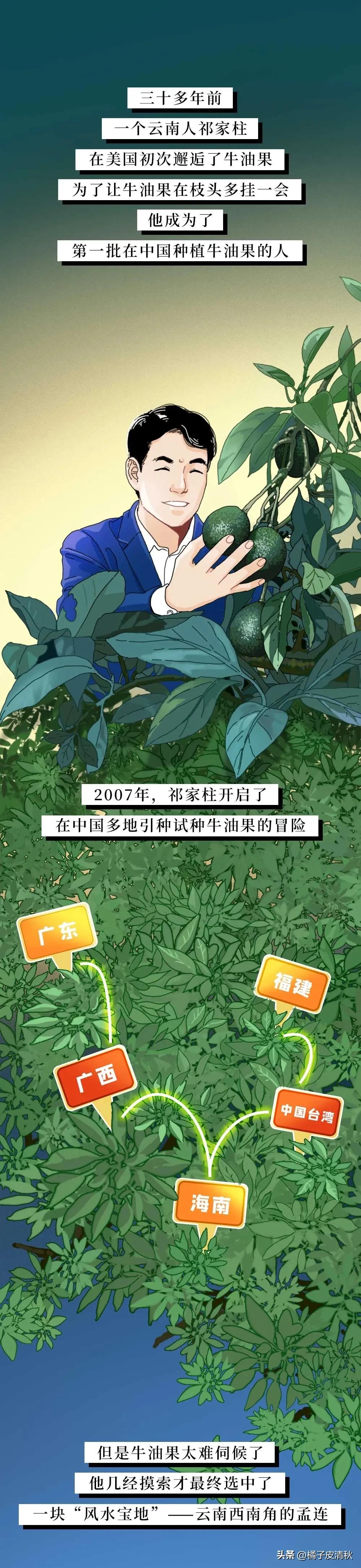 墨西哥进口牛油果,墨西哥牛油果云南