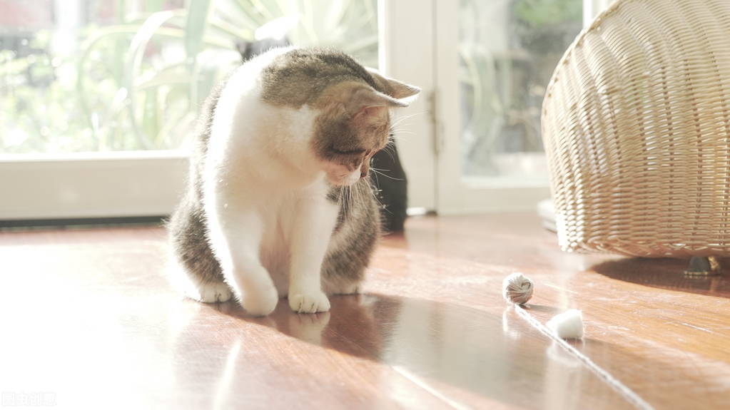 养猫小知识布偶猫,养猫小知识猫30种表达图解