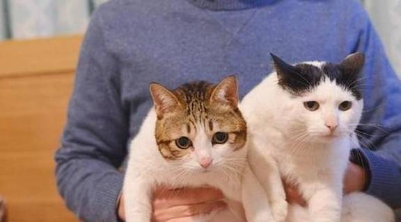 花6800买布偶猫被骗了怎么办,花1万买缅因猫