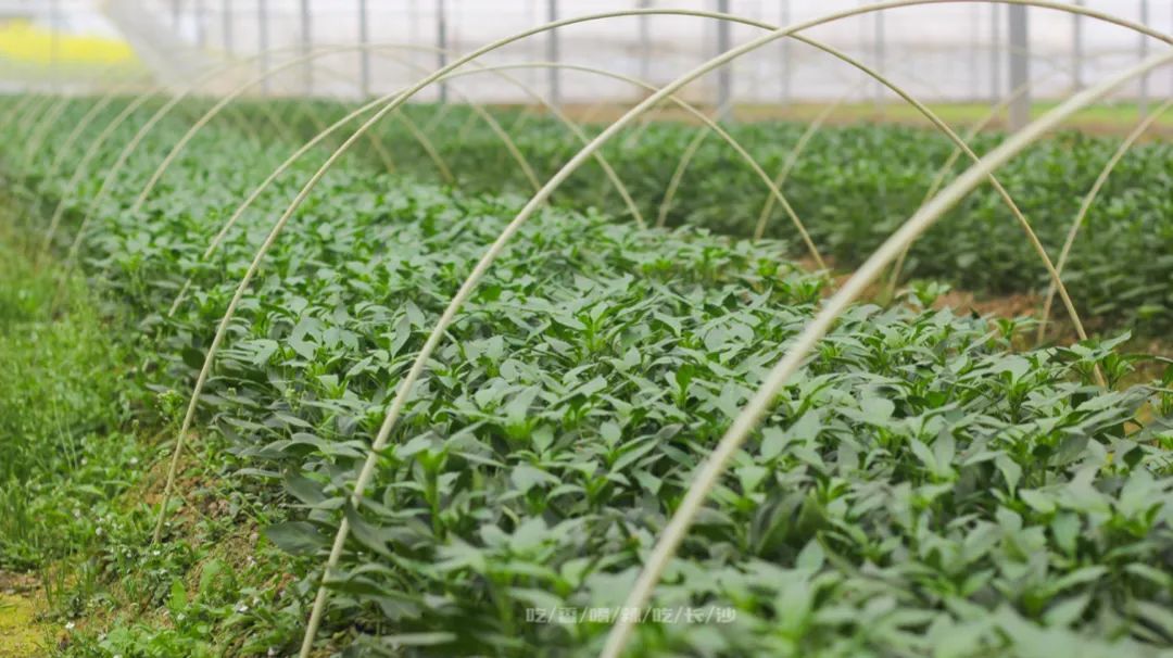 长沙攻略避开人群,收藏长沙