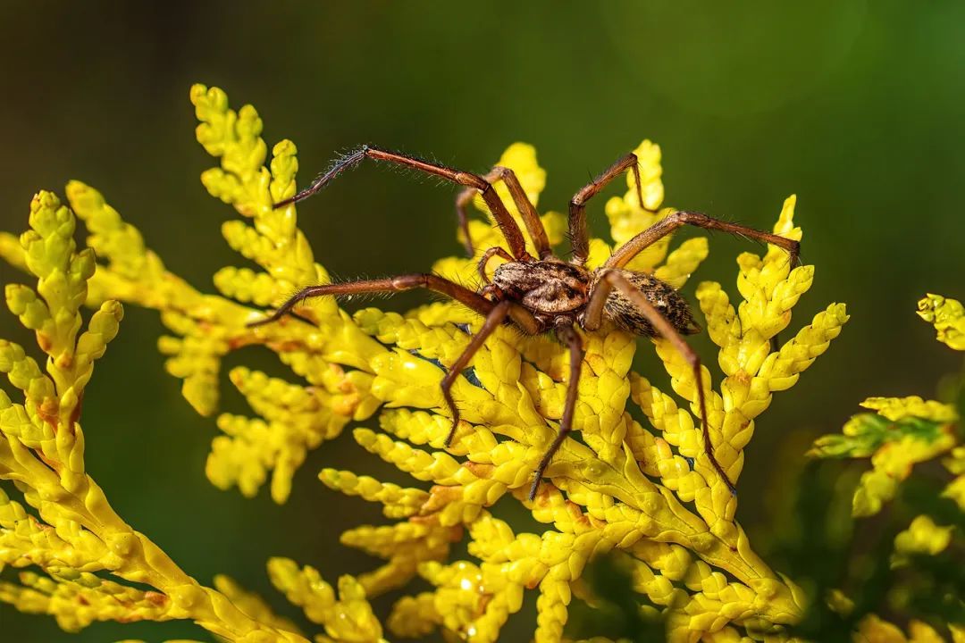 自制消灭蟑螂蚂蚁蚊子的小妙招,厕所的蟑螂怎么消灭最彻底小妙招