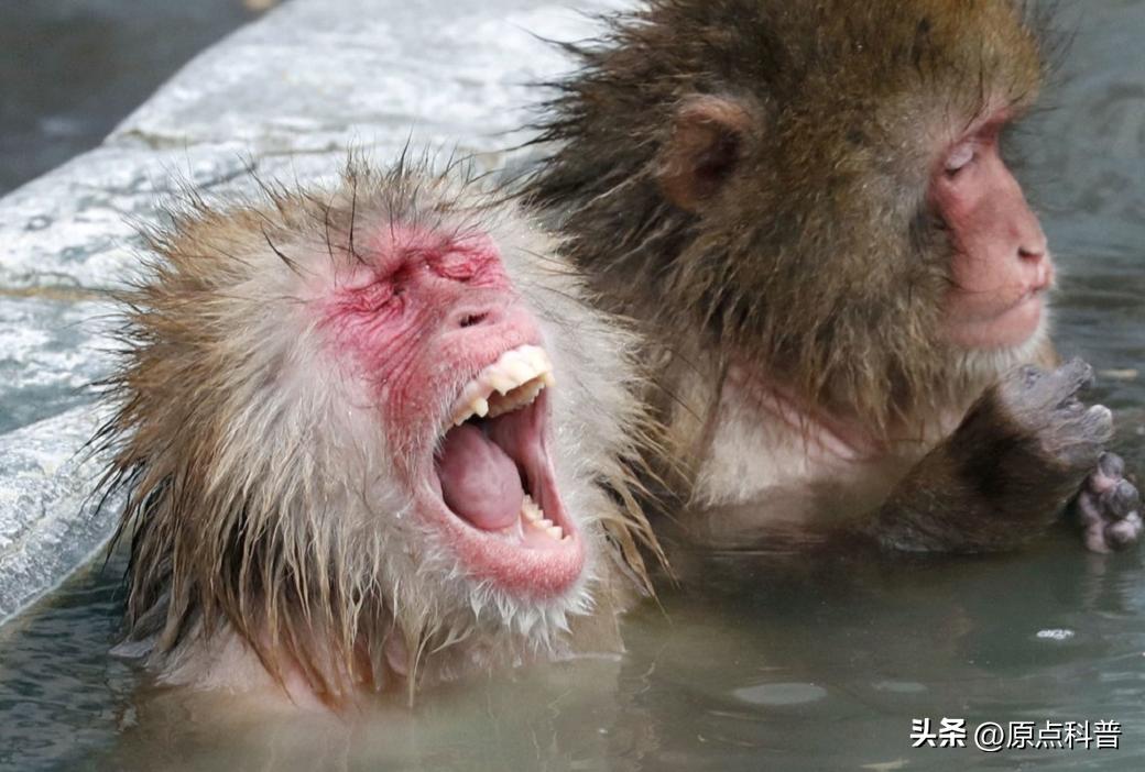 金丝猴是世界上最美猴子吗,世界上最濒危的猴子是什么猴