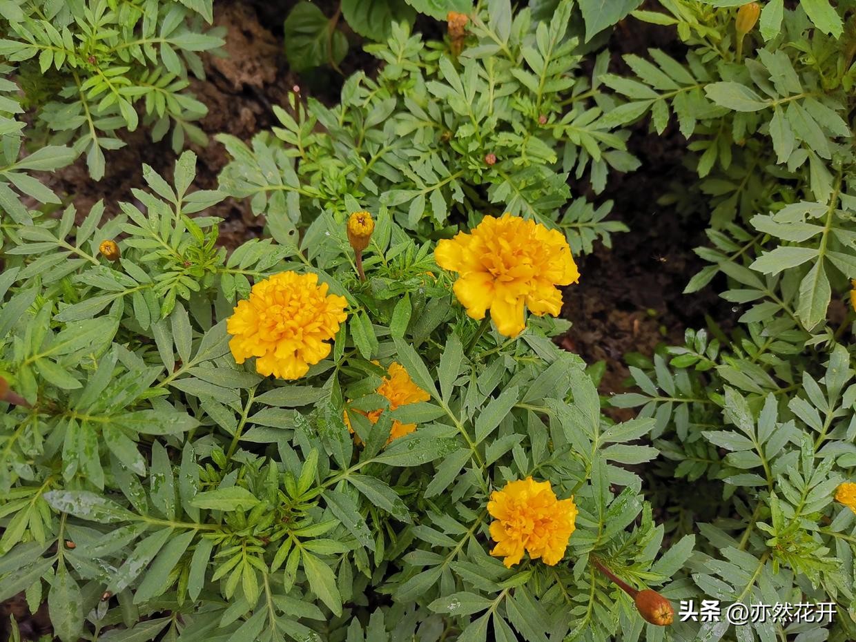 信息简报的写作技巧是什么呢,公文简报写作基础知识大全