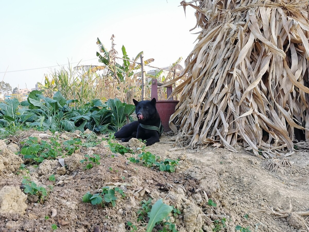 二姨最新搞笑视频 (二姨)