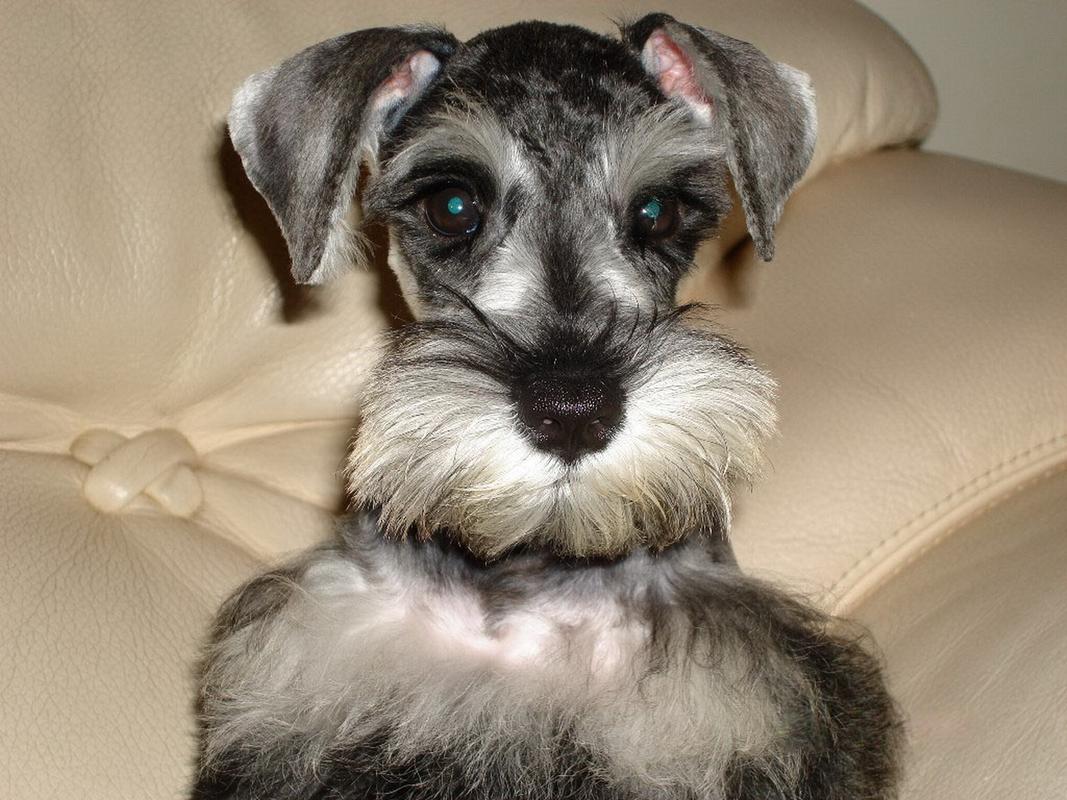 又便宜又可爱的狗,便宜好养的6种狗经济实惠又可爱