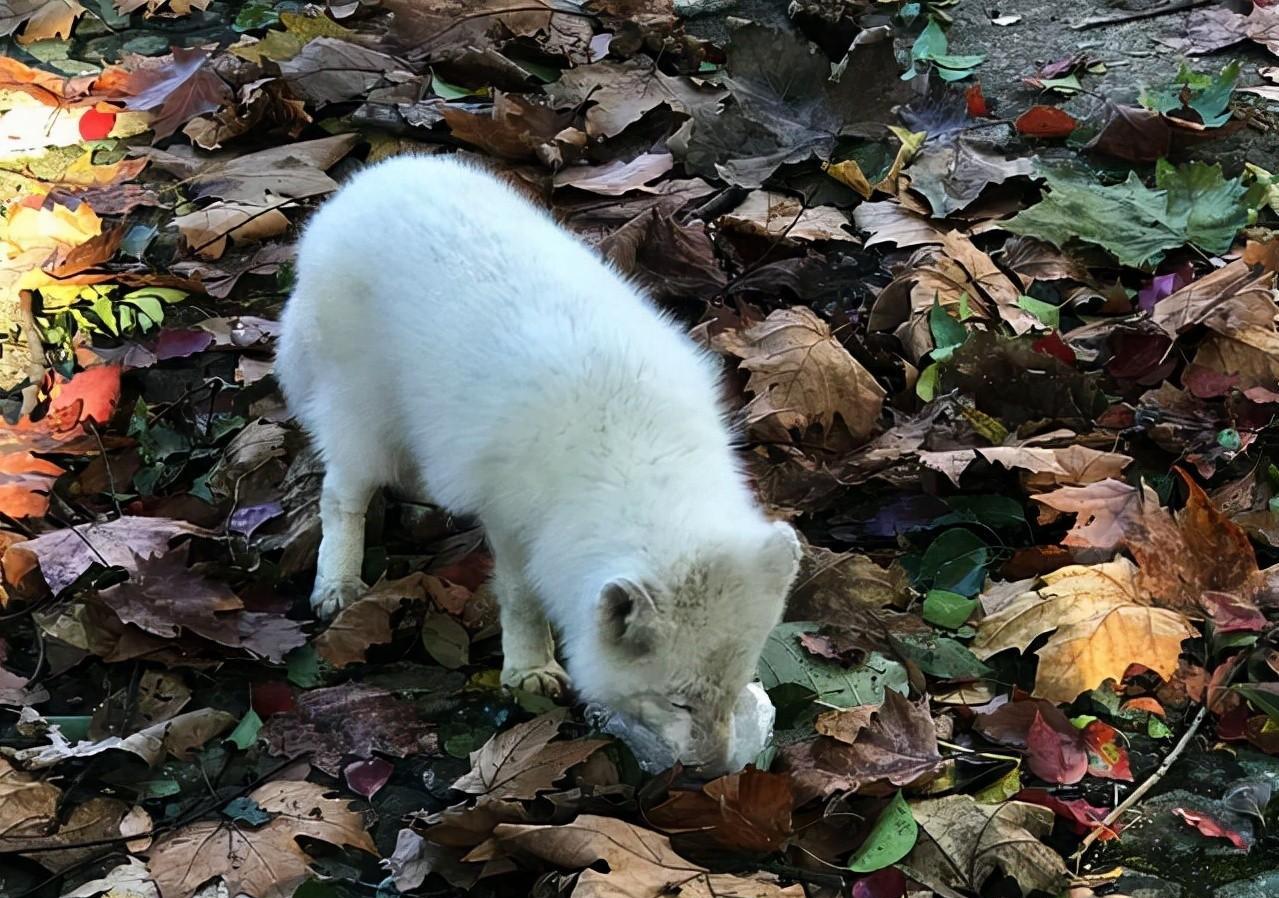 罕见白狐现身杭州！眼神很媚、爱吃火腿不怕人，为何说绝非好事？