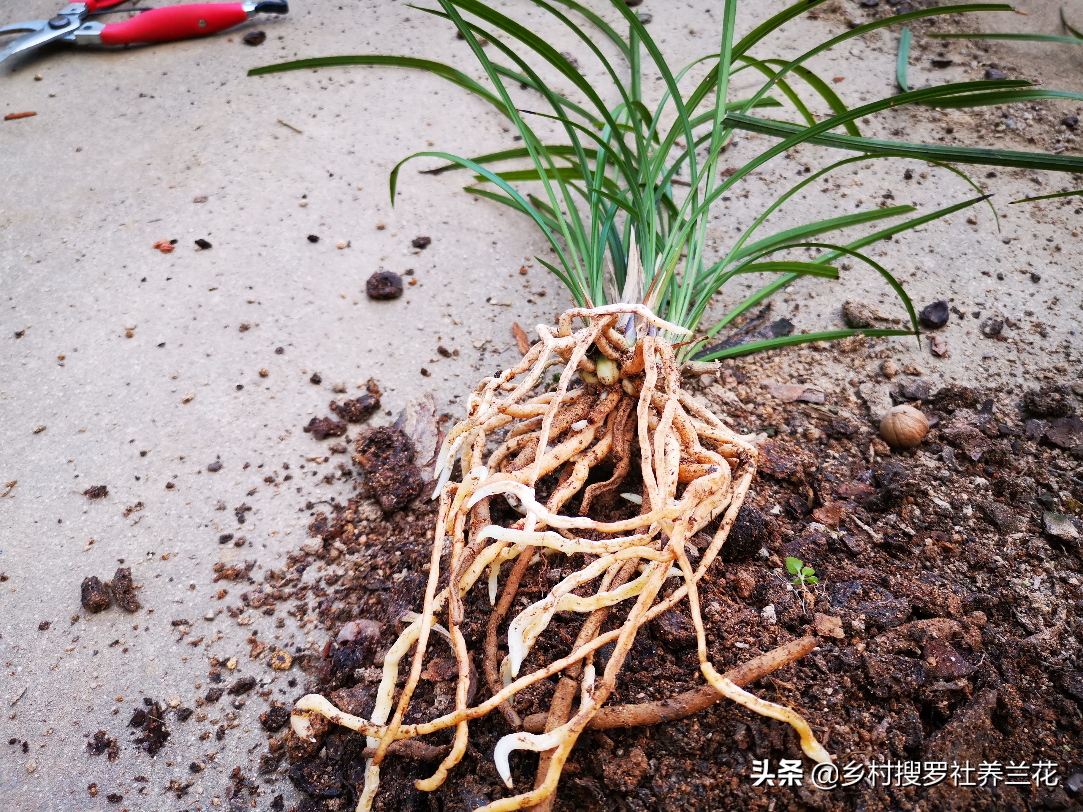 养兰花老手怕腐苗吗,兰花专用土防烂根
