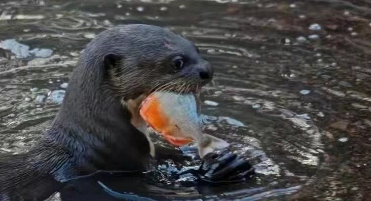 真实食人鱼会吃人吗,南美食人鱼咬断小孩手指