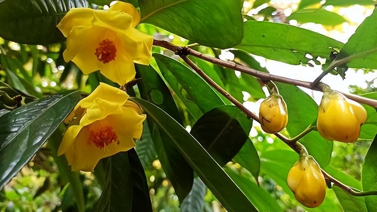 金花茶具有六大器官吗,金花茶属于什么属性