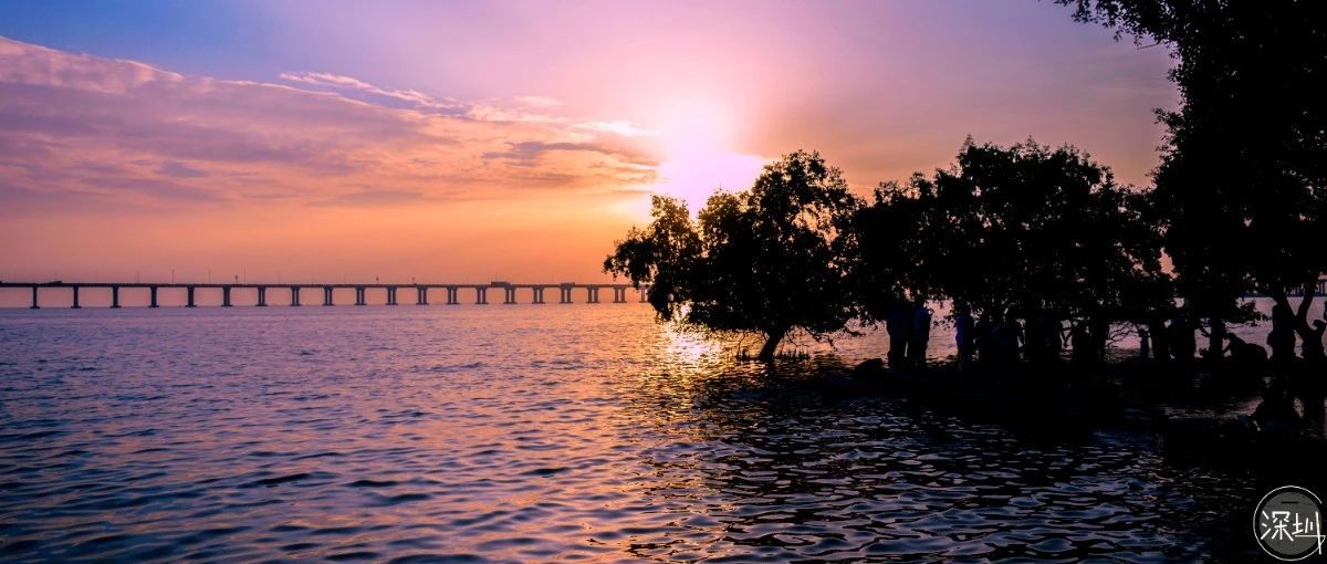 深圳红树林观鸟,深圳福田红树林公园观鸟攻略