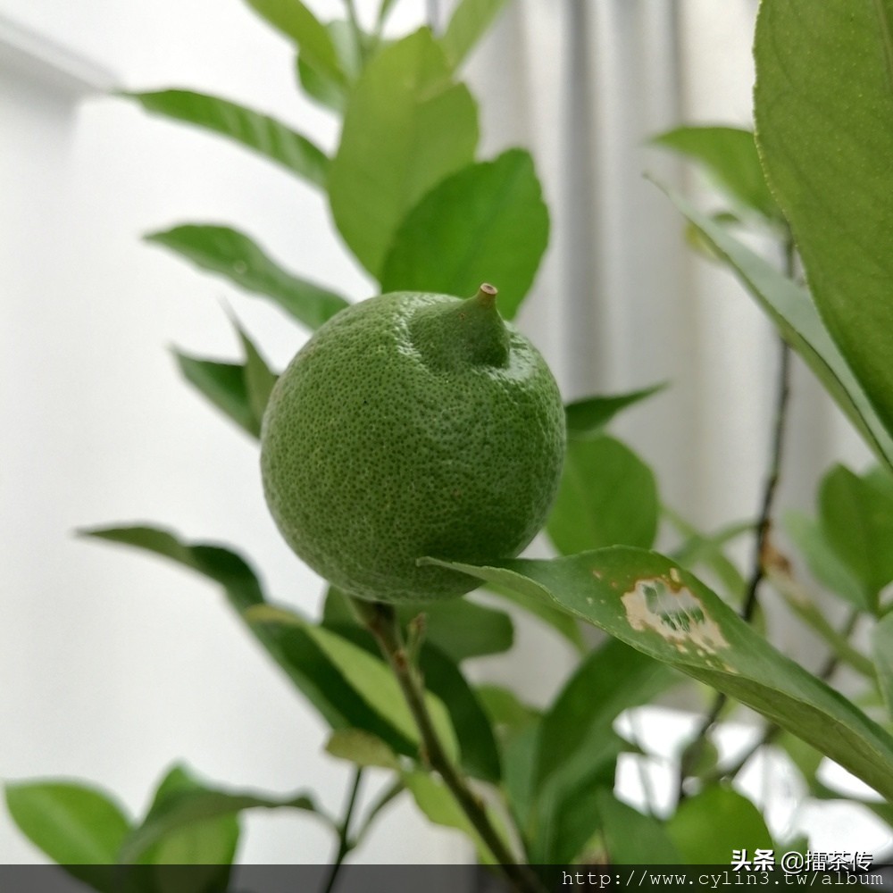 楂橀泟榛戠硸鍒ㄥ啺,楂橀泟鍐板簵