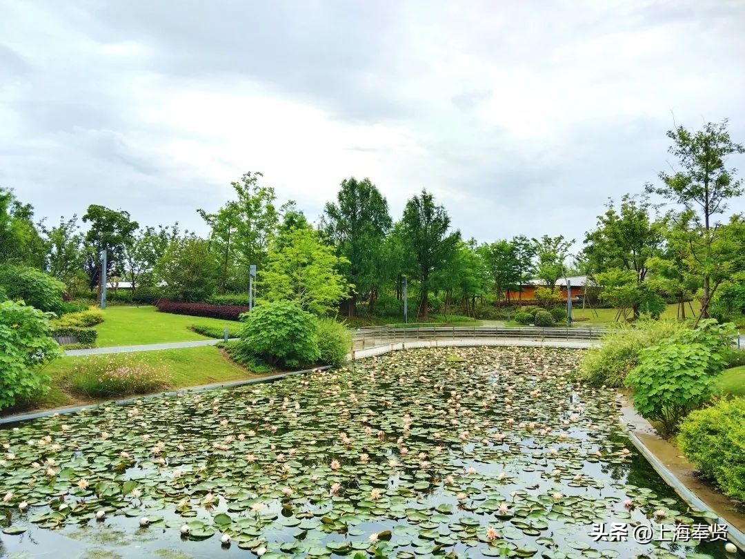 夏日赏荷好去处,奉贤哪里可以赏荷花
