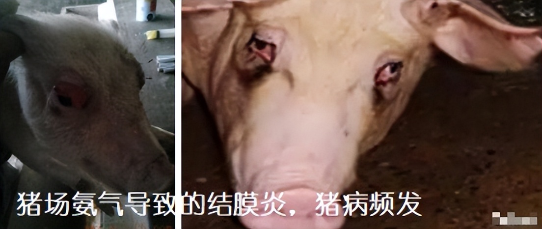 加盟养猪场多少钱,加盟合作养猪场