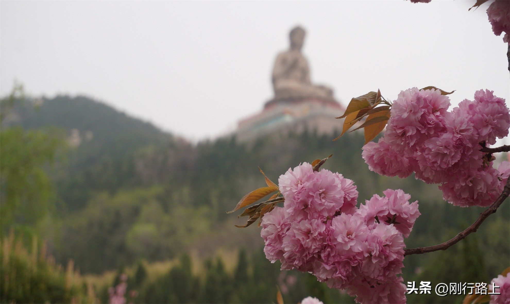 龙口南山旅游景区现在免费吗,龙口南山大佛和南山旅游景区
